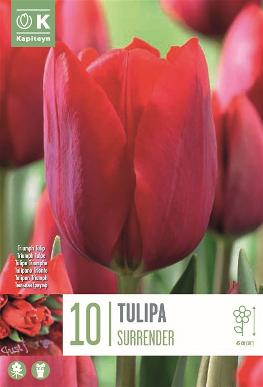 BAG TULIP SURRENDER X10 11/12