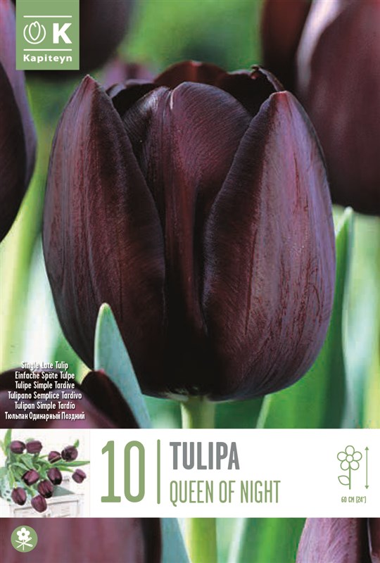 BAG TUL SL QUEEN OF NIGHT X10 11/12