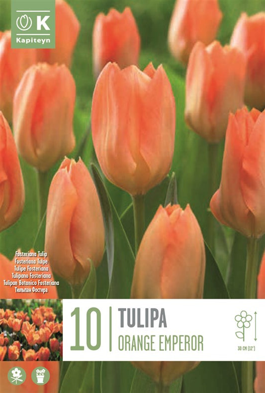 BAG TUL FOSTERIANA ORANGE EMPEROR X10 11/12