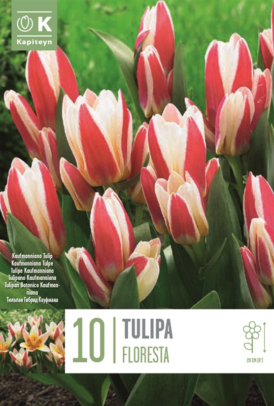 BAG TUL KAUF FLORESTA X10 11/12