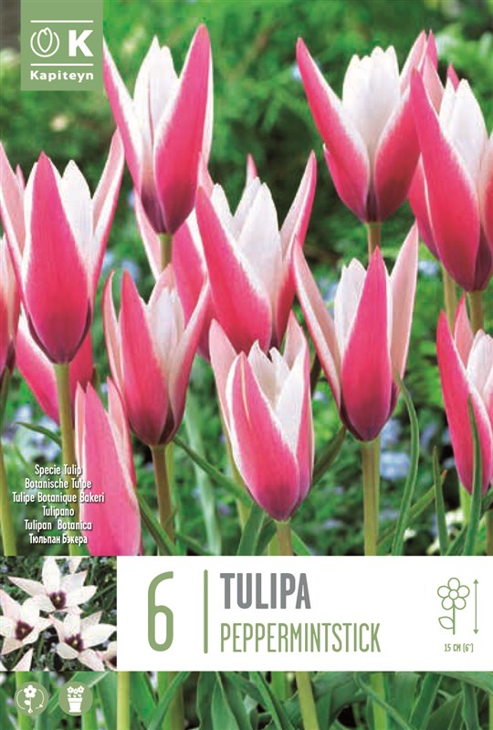 BAG TULA SPECIE CLUSIANA PEPPERMINTSTICK X6 6/8