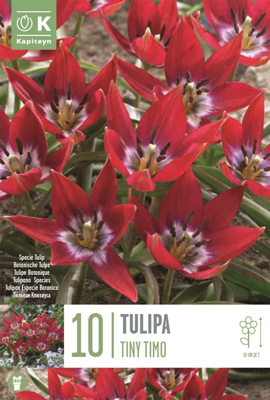 BAG TULIPA SPECIE TINY TIMOX10 6/+