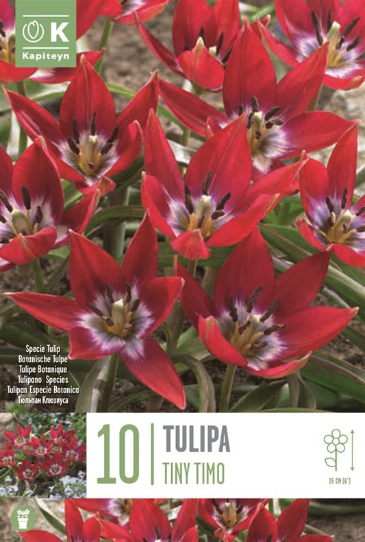BAG TULIPA SPECIE TINY TIMOX10 6/+