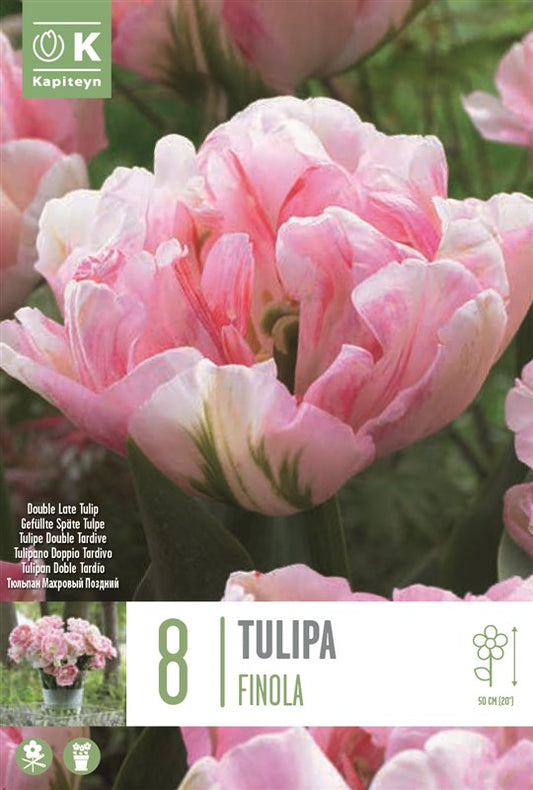 BAG TUL DOU FINOLA X8 12/+