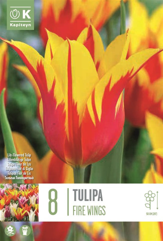 BAG TUL LILY FL. FIRE WINGS X8 12/+