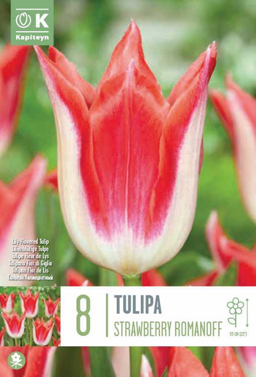 BAG TUL STRAWBERRY ROMANOFF X 8 12/+