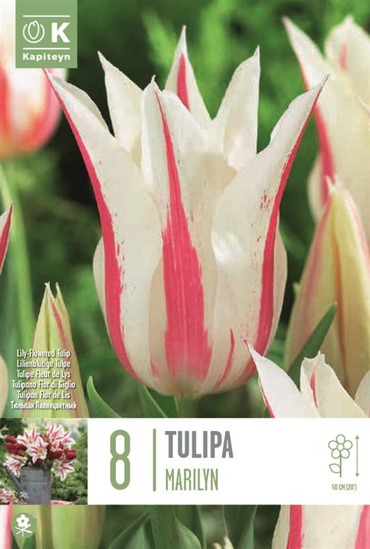 BAG TULIP LILY FLOWERED MARILYNX8 12/+