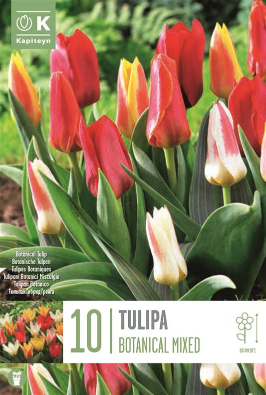 BAG TUL BOTANICAL MIXED COLOURS X10 11/12