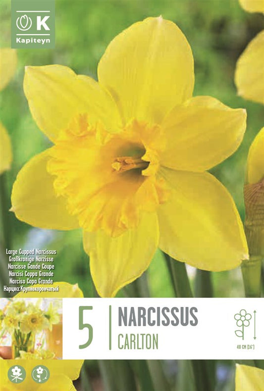 NARCISSUS CARLTON