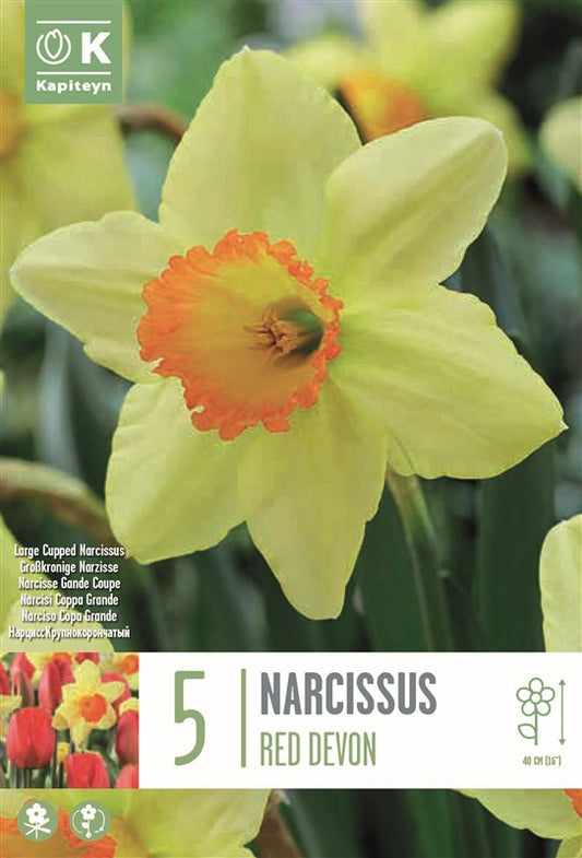 BAG NARCISSUS RED DEVON X5 14/16