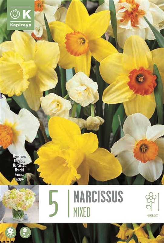 NARCISSUS MIXED COLOURS