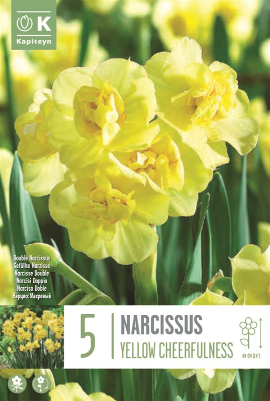 NARCISSUS YELLOW CHEERFULNESS