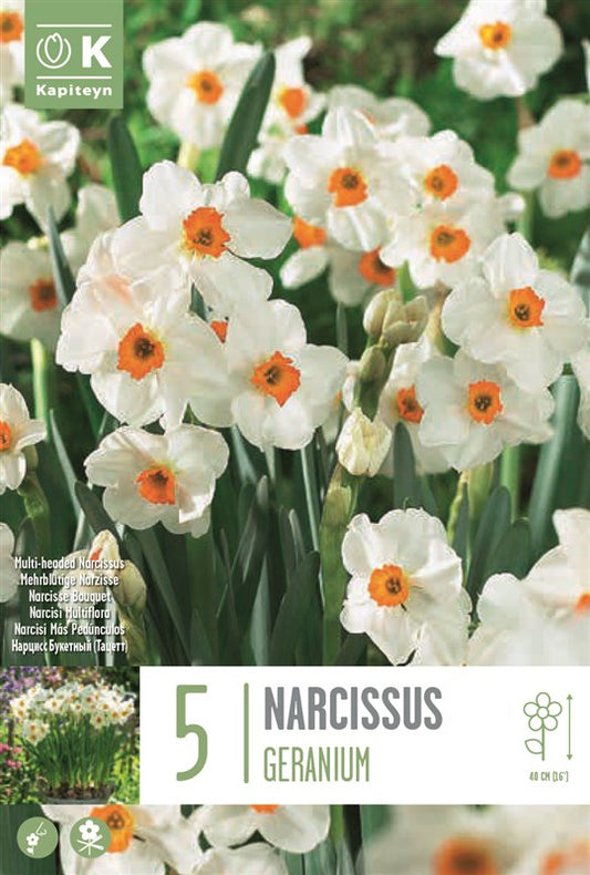 BAG NAR BUNCH FL. GERANIUM X5 14/16