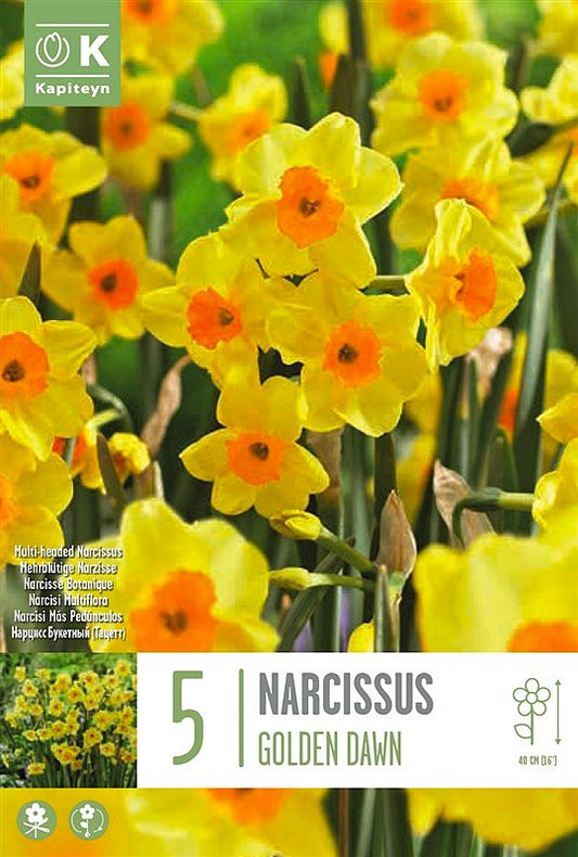 Narcissus Bunch Fl. Golden Dawn - Bulb Size Z14/16 - X5 Bulbs
