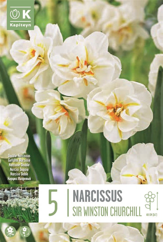NARCISSUS SIR WINSTON CHURCHILL