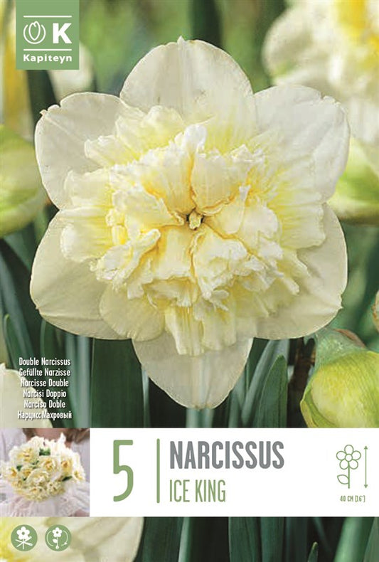 NARCISSUS ICE KING