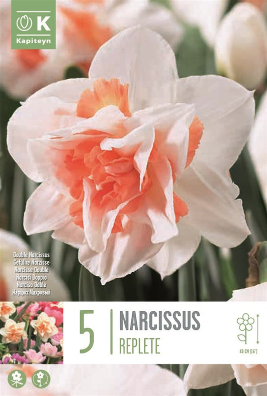 NARCISSUS REPLETE