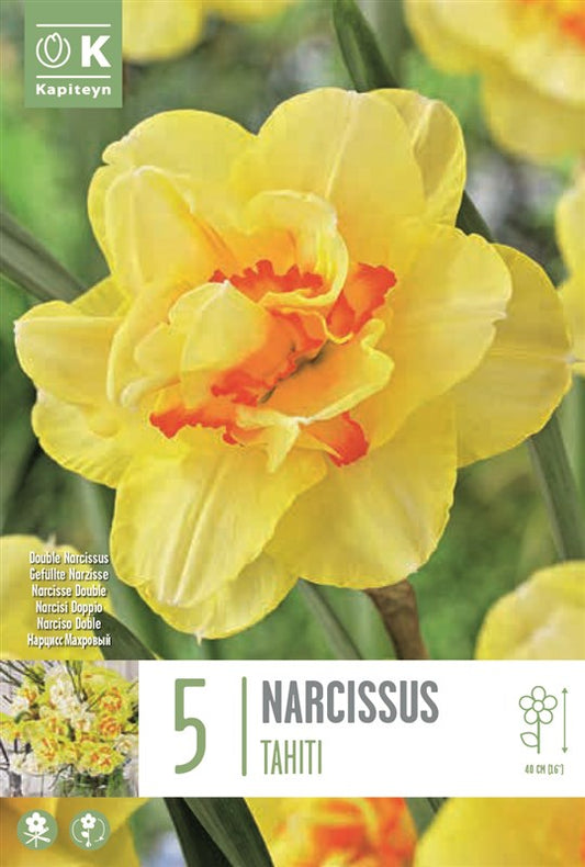 NARCISSUS TAHITI