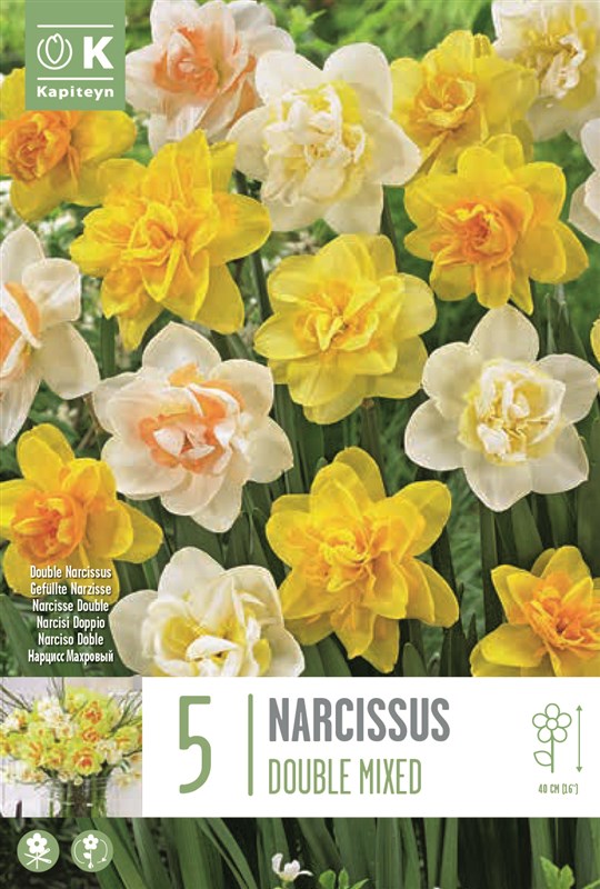 NARCISSUS DOUBLE MIXED COLOURS