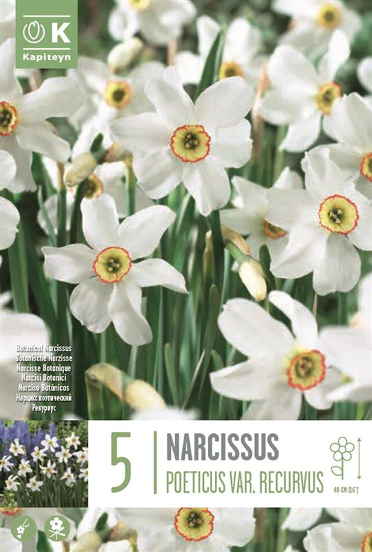 NARCISSUS RECURVUS