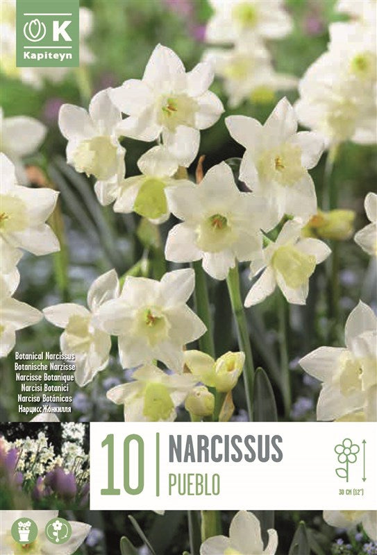 BAG NARCISSUS PUEBLO X10 10/12