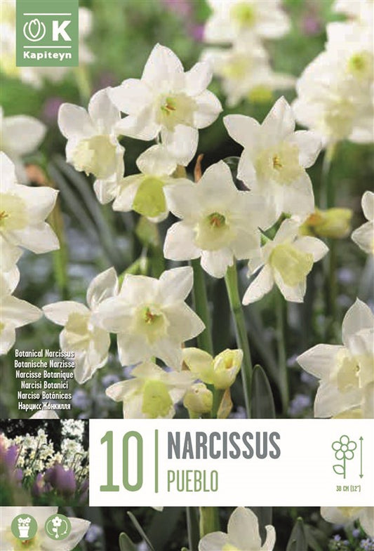 BAG NARCISSUS PUEBLO X10 10/12