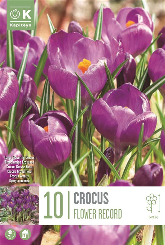 BAG CRO L.F. FLOWER RECORD X10 8/9