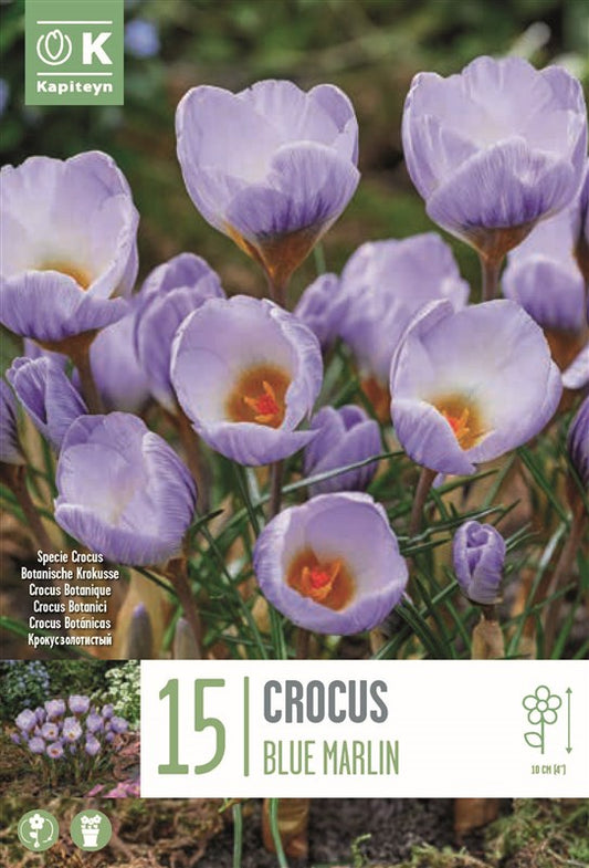BAG CROCUS SPECIE BLUE MARLIN X15 5/+
