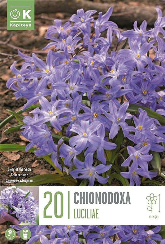 Chionodoxa Luciliae - Bulb Size 5/+ - X20 Bulbs