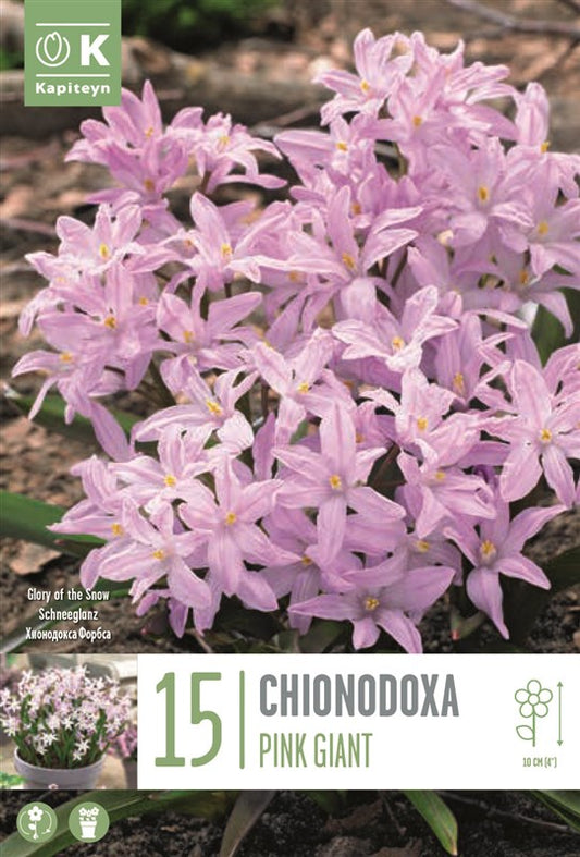 BAG CHIONODOXA PINK GIANT X15 5-6