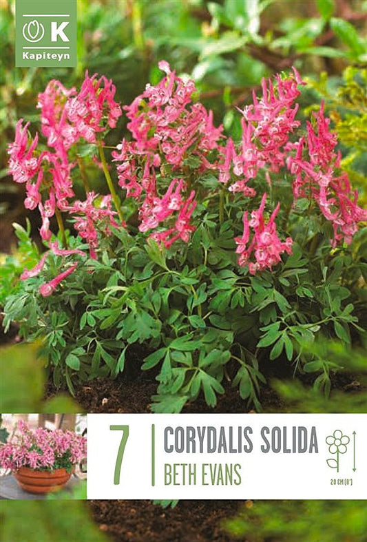 Corydalis Solida Beth Evans - Bulb Size 5/6 - X7 Bulbs