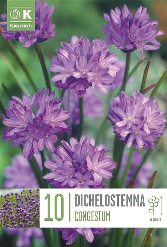 Dichelostemma Congestum - Bulb Size 5/+ - X10 Bulbs