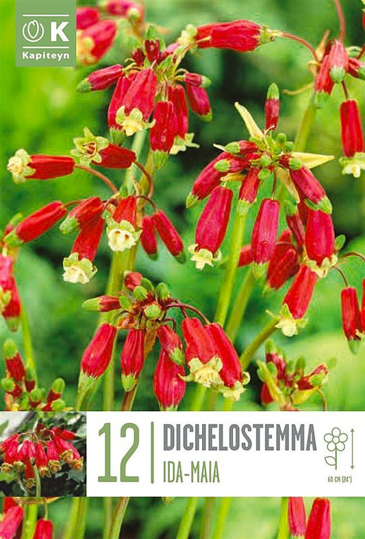 Dichelostemma Ida-Mia - Bulb Size 5/+ - X12 Bulbs