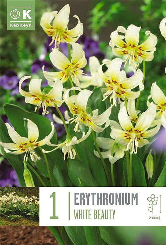 Erythronium White Beauty - Bulb Size I - X1 Bulbs