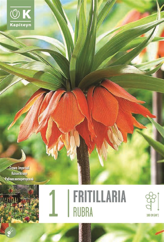 BAG FRITILLARIA IMPERIALIS RUBRA X1 20/+