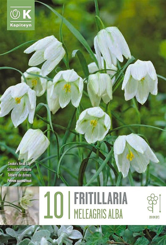 Fritillariaillaria Meleagris Alba - Bulb Size 5/+ - X10 Bulbs