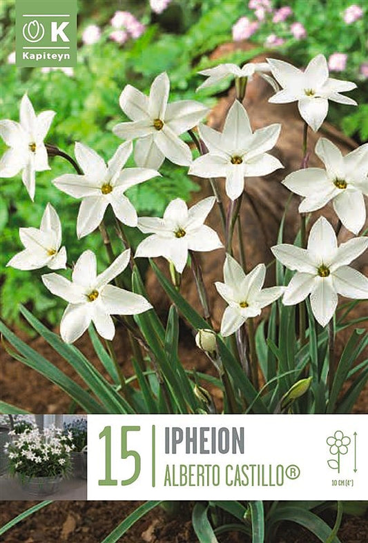 Ipheion Alberto Castillo - Bulb Size 5/+ - X15 Bulbs