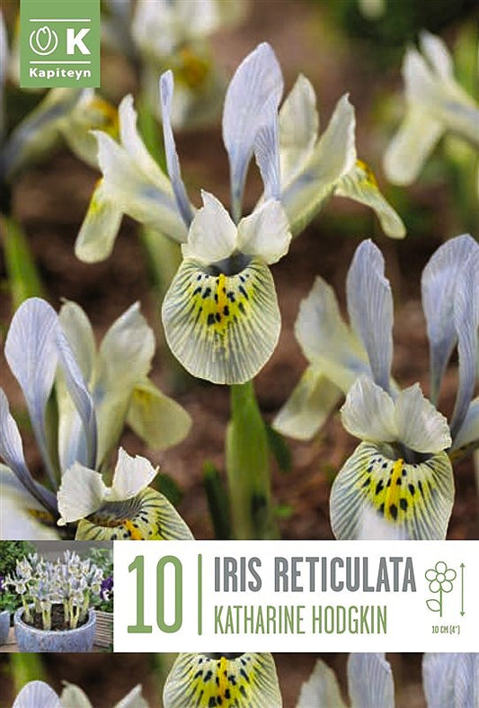 Iris Katharine Hodgkin - Bulb Size 6/+ - X10 Bulbs