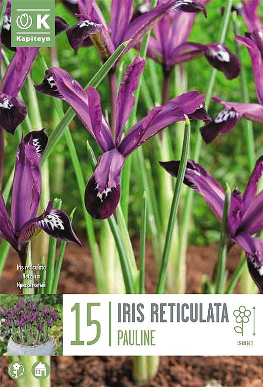 Iris Reticulata Pauline - Bulb Size 5/6 - X15 Bulbs