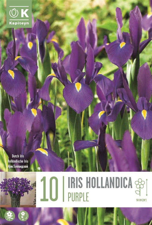 BAG IRIS HOLLANDICA PURPLE X10 8/9