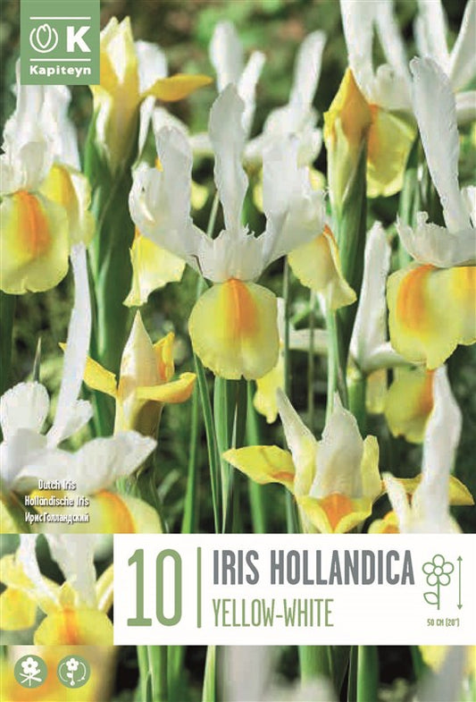 BAG IRIS HOLLANDICA YELLOW-WHITEX10 8/9
