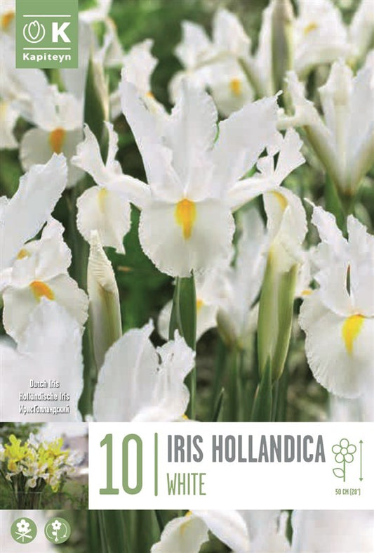 BAG IRIS HOLLANDICA WHITE X10 8/9