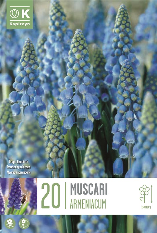 BAG MUSCARI ARMENIACUM X20 7/8