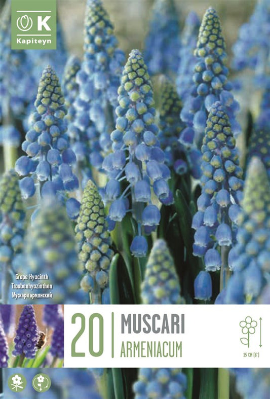 BAG MUSCARI ARMENIACUM X20 7/8