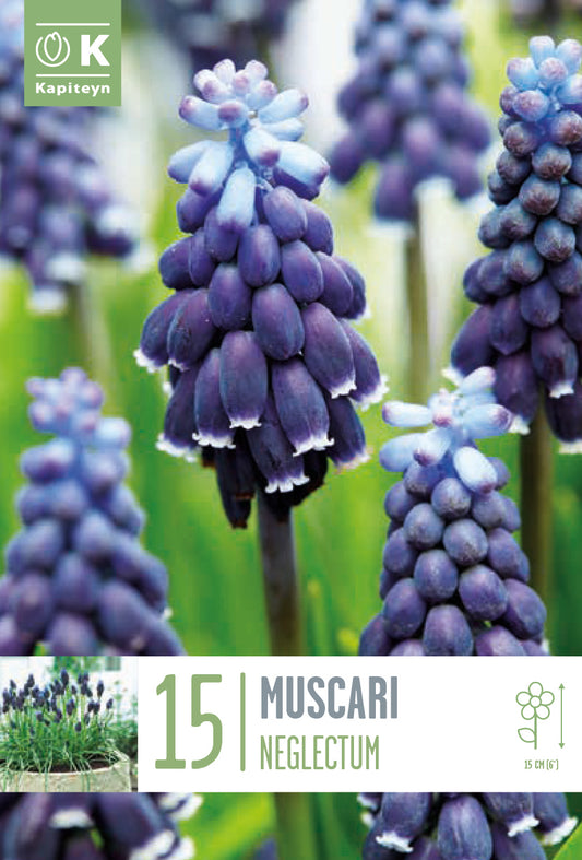 Muscari Neglectum - Bulb Size 5/6 - X15 Bulbs