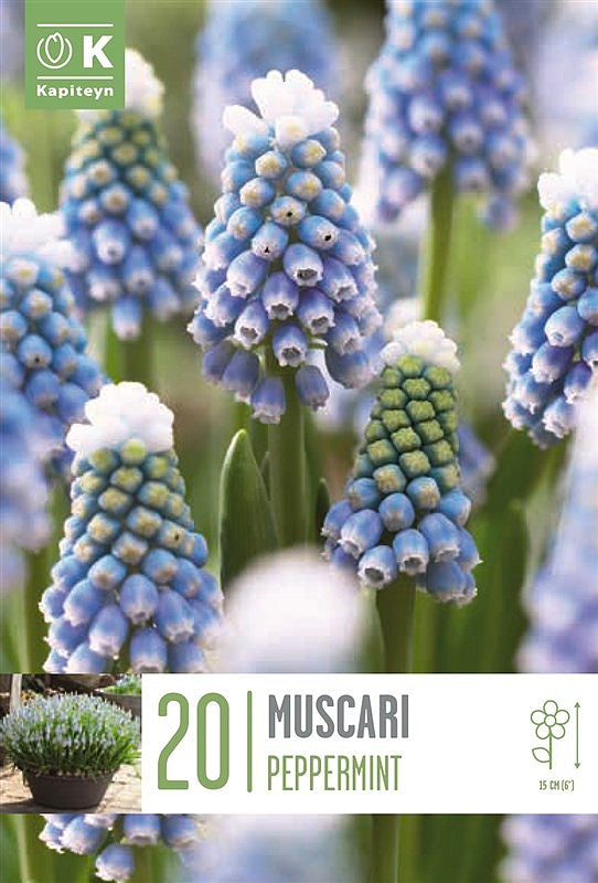 Muscari Peppermint - Bulb Size 7/8 - X20 Bulbs