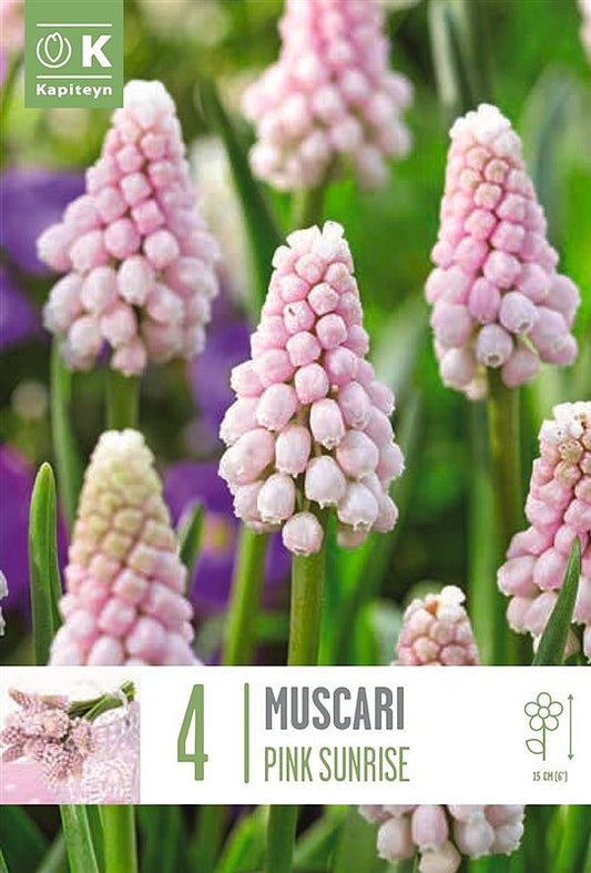 Muscari Pink Sunrise - Bulb Size 6/7 - X4 Bulbs