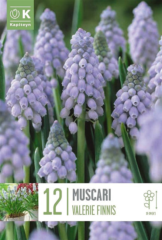 Muscari Valerie Finnis - Bulb Size 7/8 - X12 Bulbs