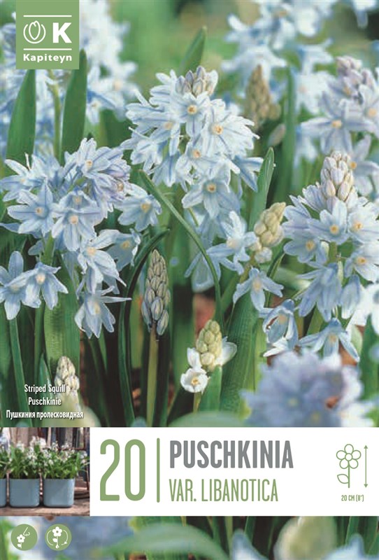 BAG PUSCHKINIA SCILLOIDES LIBANOTICA X20 5/+