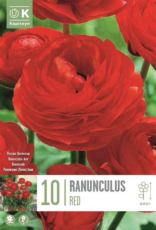 BAG RANUNCULUS AVIV RED X10 6/7